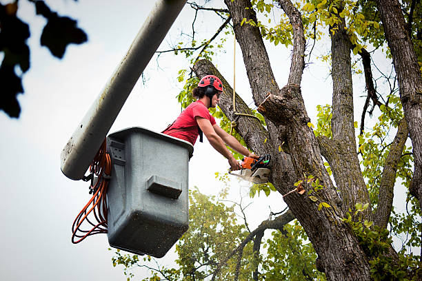 Trusted Sleepy Hollow, CA Tree Care Services Experts